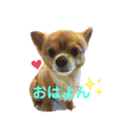 シニア犬チワワのハクくん1（個別スタンプ：1）