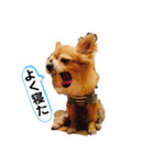 シニア犬チワワのハクくん1（個別スタンプ：2）