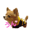 シニア犬チワワのハクくん1（個別スタンプ：3）