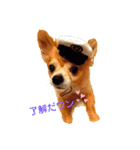 シニア犬チワワのハクくん1（個別スタンプ：4）