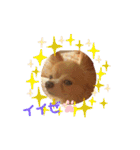 シニア犬チワワのハクくん1（個別スタンプ：5）