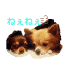シニア犬チワワのハクくん1（個別スタンプ：8）