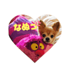 シニア犬チワワのハクくん1（個別スタンプ：9）