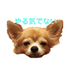シニア犬チワワのハクくん1（個別スタンプ：10）