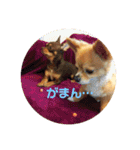 シニア犬チワワのハクくん1（個別スタンプ：12）