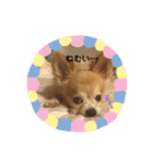 シニア犬チワワのハクくん1（個別スタンプ：14）