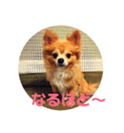シニア犬チワワのハクくん1（個別スタンプ：17）