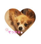 シニア犬チワワのハクくん1（個別スタンプ：18）