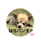 シニア犬チワワのハクくん1（個別スタンプ：21）