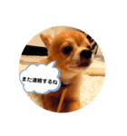 シニア犬チワワのハクくん1（個別スタンプ：24）