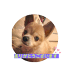 シニア犬チワワのハクくん Part2(敬語)（個別スタンプ：1）
