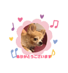 シニア犬チワワのハクくん Part2(敬語)（個別スタンプ：2）