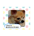 シニア犬チワワのハクくん Part2(敬語)（個別スタンプ：3）