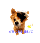シニア犬チワワのハクくん Part2(敬語)（個別スタンプ：4）
