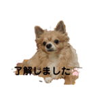 シニア犬チワワのハクくん Part2(敬語)（個別スタンプ：6）