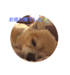 シニア犬チワワのハクくん Part2(敬語)（個別スタンプ：7）