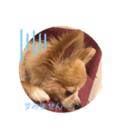 シニア犬チワワのハクくん Part2(敬語)（個別スタンプ：9）