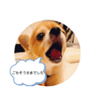 シニア犬チワワのハクくん Part2(敬語)（個別スタンプ：10）