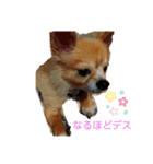 シニア犬チワワのハクくん Part2(敬語)（個別スタンプ：11）