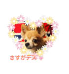 シニア犬チワワのハクくん Part2(敬語)（個別スタンプ：12）