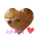 シニア犬チワワのハクくん Part2(敬語)（個別スタンプ：13）