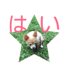 シニア犬チワワのハクくん Part2(敬語)（個別スタンプ：14）