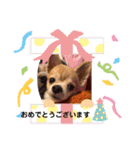 シニア犬チワワのハクくん Part2(敬語)（個別スタンプ：15）
