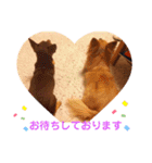 シニア犬チワワのハクくん Part2(敬語)（個別スタンプ：16）