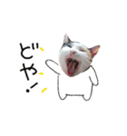 元気いっぱい！やんちゃな、るびたんだよ。（個別スタンプ：5）