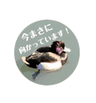 まりりんの気持ち（個別スタンプ：8）