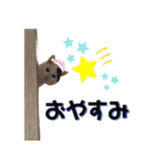 ひょっこり白猫スタンプ（個別スタンプ：2）