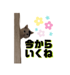 ひょっこり白猫スタンプ（個別スタンプ：10）