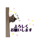 ひょっこり白猫スタンプ（個別スタンプ：13）
