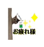ひょっこり白猫スタンプ（個別スタンプ：17）