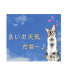 三毛猫ナナさん part1（個別スタンプ：3）