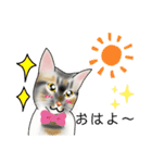 三毛猫ナナさん part1（個別スタンプ：5）
