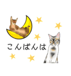 三毛猫ナナさん part1（個別スタンプ：6）