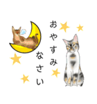 三毛猫ナナさん part1（個別スタンプ：7）