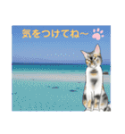 三毛猫ナナさん part1（個別スタンプ：10）