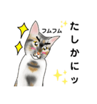 三毛猫ナナさん part1（個別スタンプ：19）