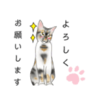 三毛猫ナナさん part1（個別スタンプ：20）
