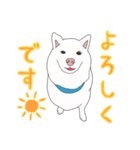 白柴犬のおへんじ（個別スタンプ：3）