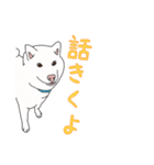 白柴犬のおへんじ（個別スタンプ：16）