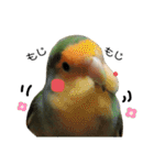 てちてちコザクラインコ2（個別スタンプ：1）