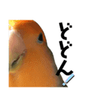 てちてちコザクラインコ2（個別スタンプ：2）