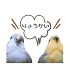 てちてちコザクラインコ2（個別スタンプ：3）
