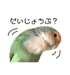 てちてちコザクラインコ2（個別スタンプ：4）