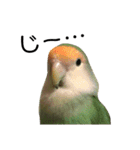 てちてちコザクラインコ2（個別スタンプ：5）