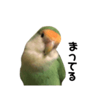 てちてちコザクラインコ2（個別スタンプ：6）