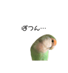 てちてちコザクラインコ2（個別スタンプ：7）